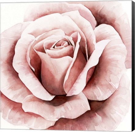 Framed Pink Rose II Print