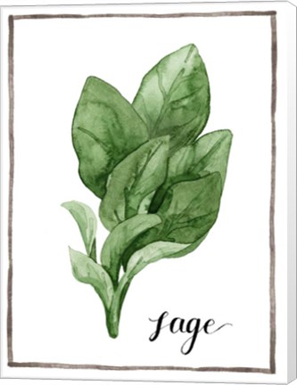 Framed Watercolor Herbs VI Print