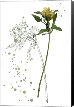 Framed Botany Flower I Print