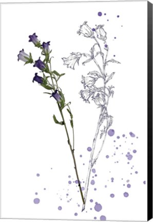 Framed Botany Flower II Print