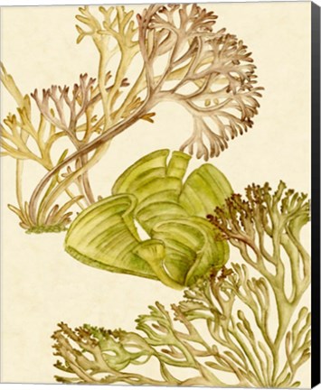 Framed Vintage Seaweed Collection II Print