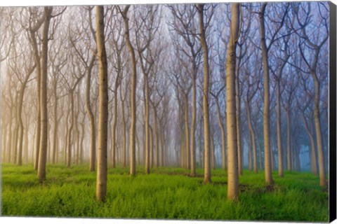 Framed Morning Of The Forest Print