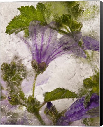 Framed Frozen Mallow Flower Print