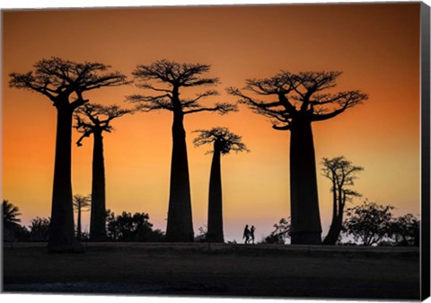 Framed Sunset In Morondava Print