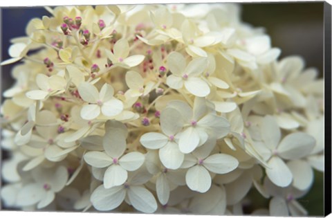 Framed Hydrangea Delight I Print