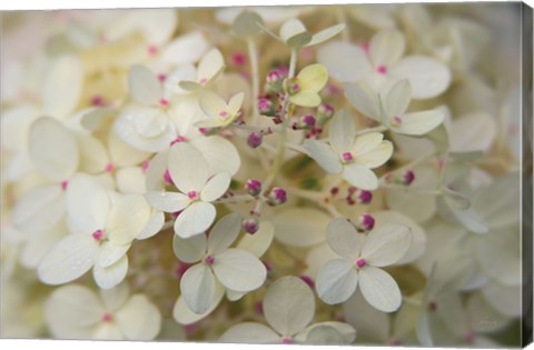 Framed Hydrangea Delight II Print