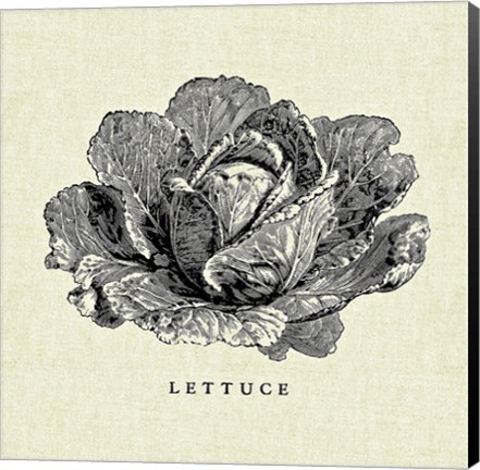 Framed Linen Vegetable BW Sketch Lettuce Print