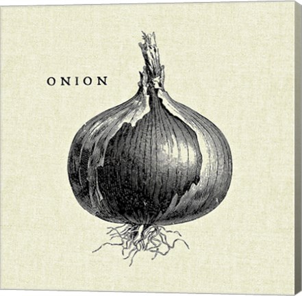 Framed Linen Vegetable BW Sketch Onion Print