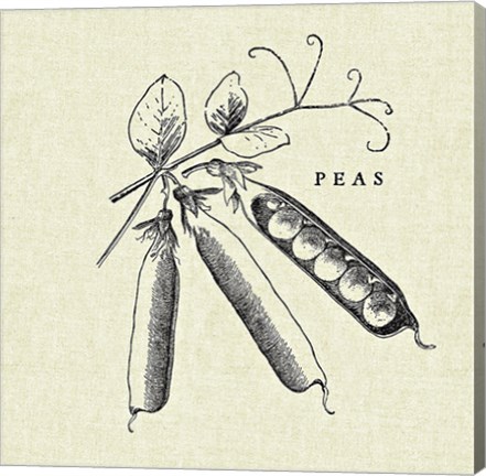 Framed Linen Vegetable BW Sketch Peas Print