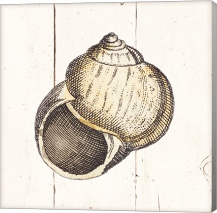 Framed Shell Sketches II Shiplap Print