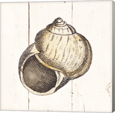 Framed Shell Sketches II Shiplap Print