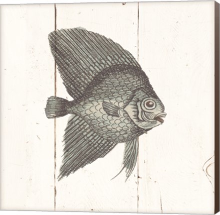 Framed Fish Sketches III Shiplap Print