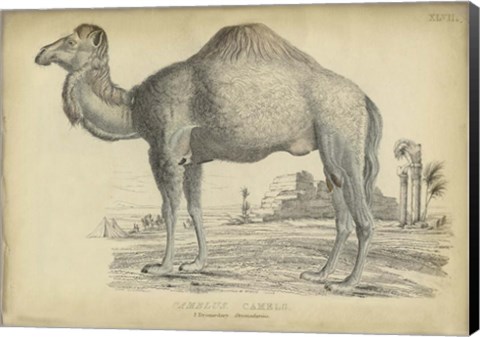 Framed Camel Bactarnian Print