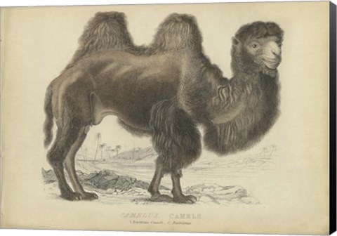 Framed Camel Dromedary Print