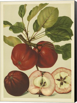 Framed Red Veli Apples II Print