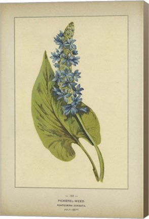 Framed Pickerel Weed Print