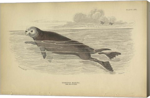 Framed Sea Otter Print