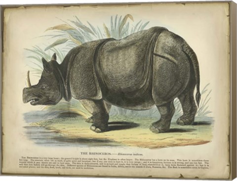 Framed Rhino Print