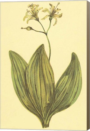 Framed Clintonia Print