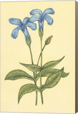 Framed Finged Gentian Print