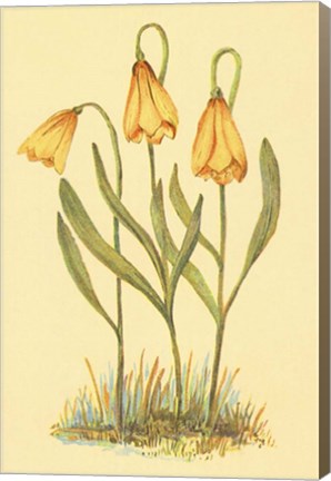 Framed Fritillary Print