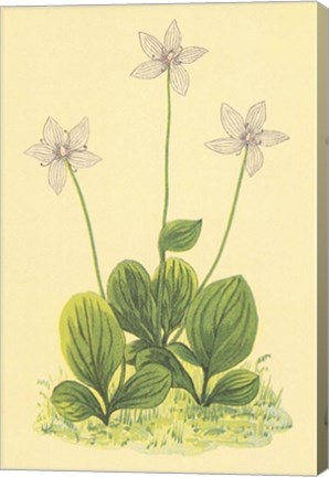 Framed Grass of Parnassus Print