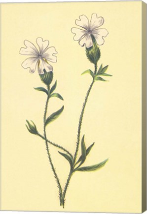 Framed Silene Vulgaris Print