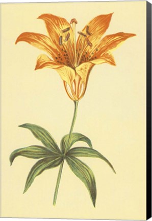 Framed Wild Orange Lily Print