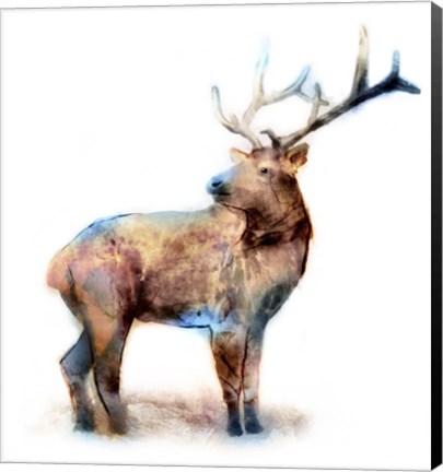 Framed Elk Print