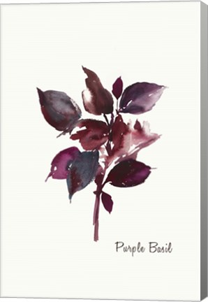 Framed Purple Basil Print