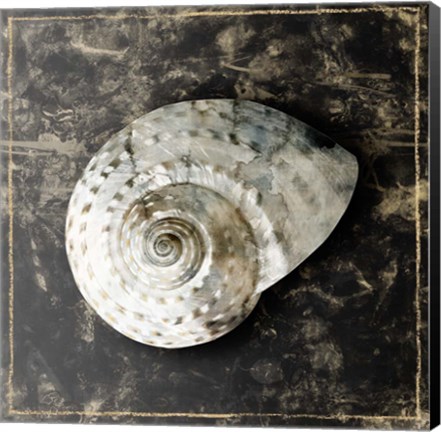 Framed Marble Shell Series II Print