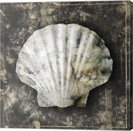 Framed Marble Shell Series IV Print