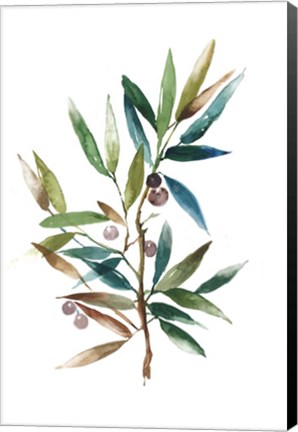 Framed Olive Branch II Print