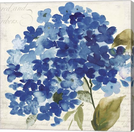 Framed Hampton Hydrangea II Print