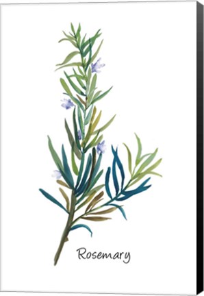 Framed Rosemary I Print