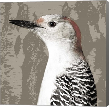 Framed Feathered IV Print