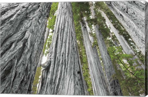 Framed Redwoods Forest IV BW with Color Print