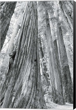 Framed Redwoods Forest III BW Print