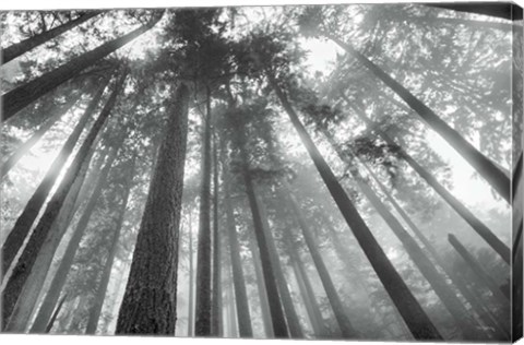 Framed Fir Trees III BW Print