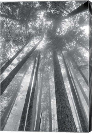 Framed Fir Trees II BW Print