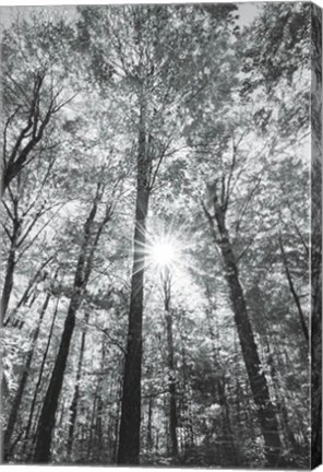 Framed Autumn Forest I BW Print