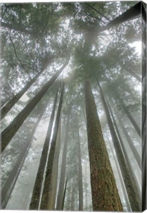 Framed Fir Trees II Print