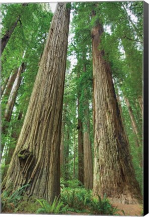 Framed Redwoods Forest I Print