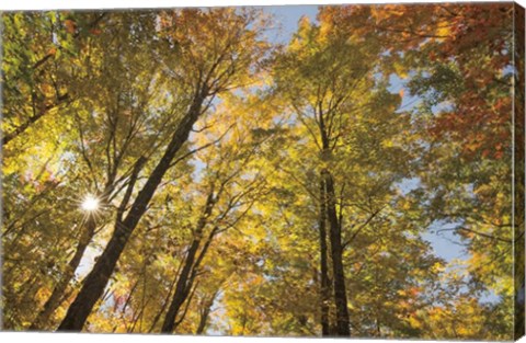 Framed Autumn Forest III Print