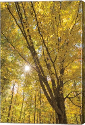 Framed Autumn Forest II Print