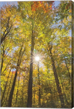 Framed Autumn Forest I Print