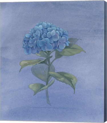 Framed Blue Hydrangea IV Print