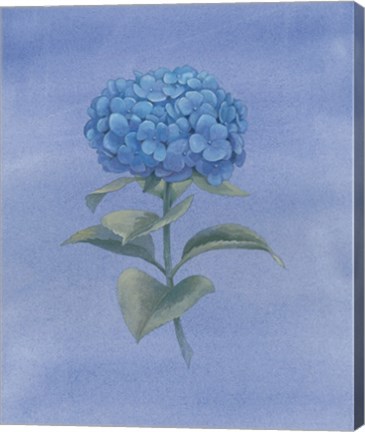 Framed Blue Hydrangea III Print