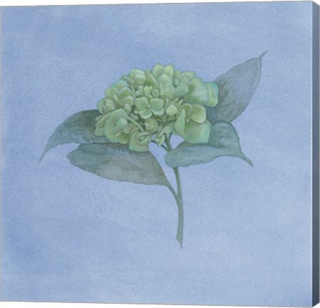 Framed Blue Hydrangea II Print