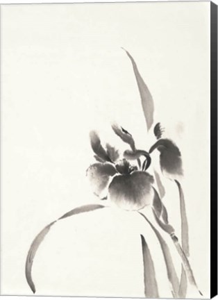 Framed Japanese Iris I Print